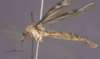 Media type: image;   Entomology 10294 Aspect: habitus lateral view